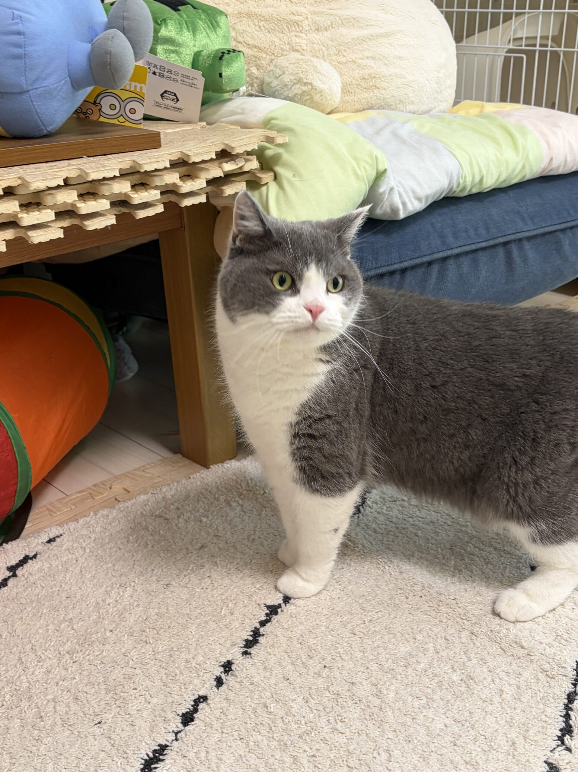 愛猫ちゃんのための、快適な専用ルームをつくりました